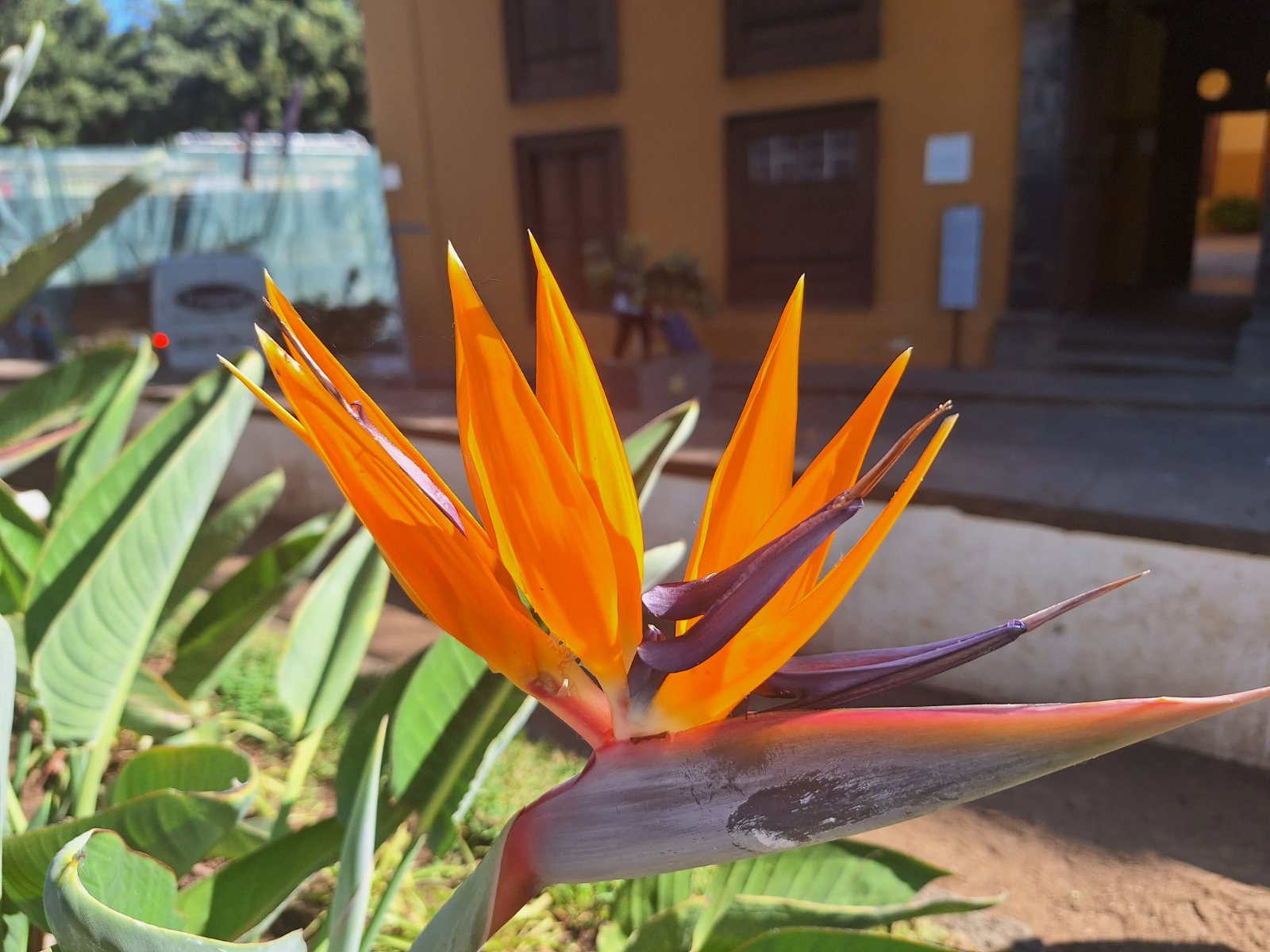 Madeira - a virágos sziget - február (8 nap) 239.900 Ft-tól/fő